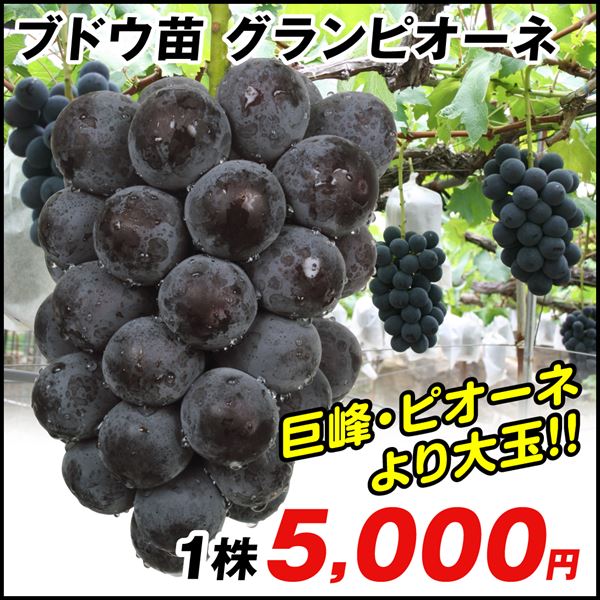 果樹苗 ブドウ グランピオーネ 1株