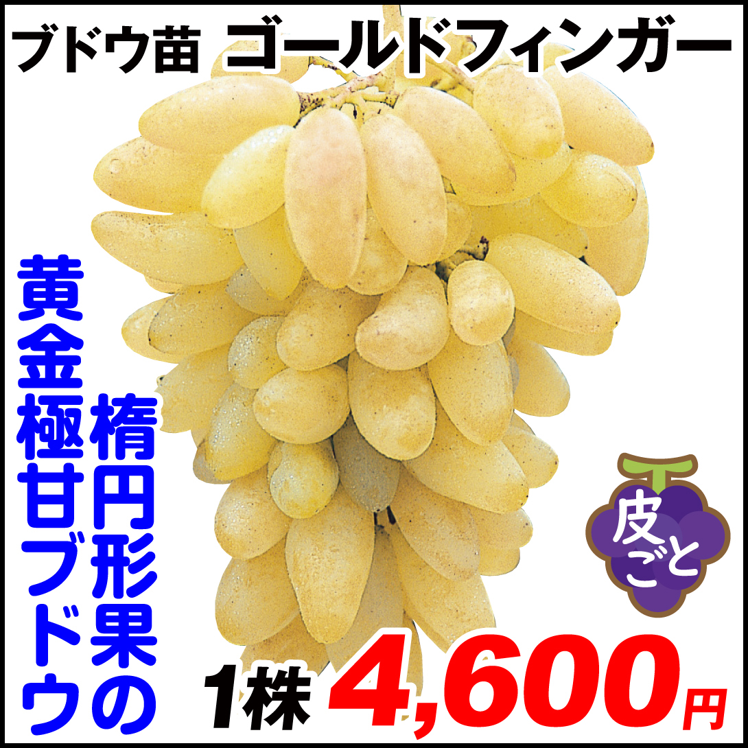 果樹苗 ブドウ ゴールドフィンガー 1株