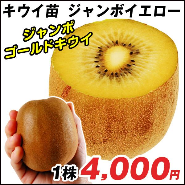 果樹苗 キウイ ジャンボイエロー