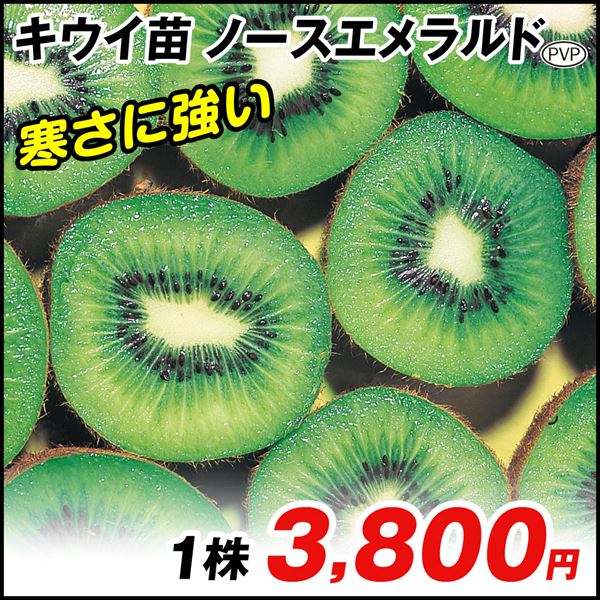 果樹苗 キウイ ノースエメラルド (メス木) 1株