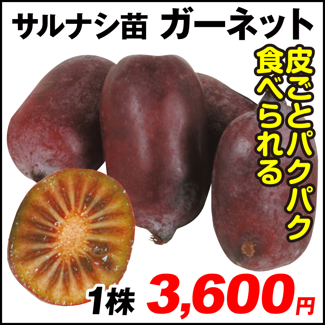 果樹苗 サルナシ ガーネット 1株