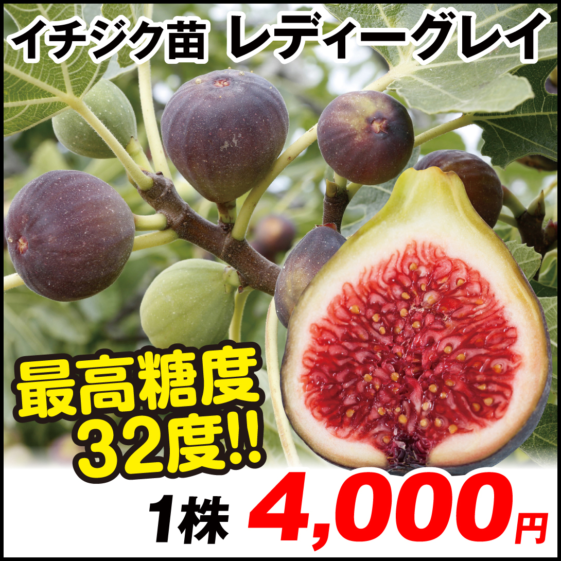 果樹苗 イチジク レディーグレイ 1株