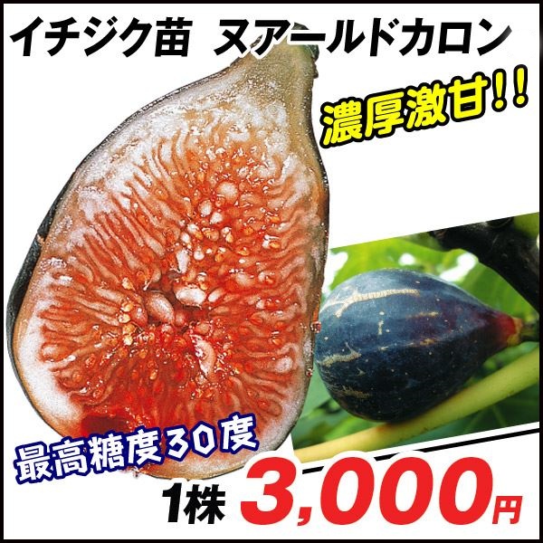 果樹苗 イチジク ヌアールドカロン 1株