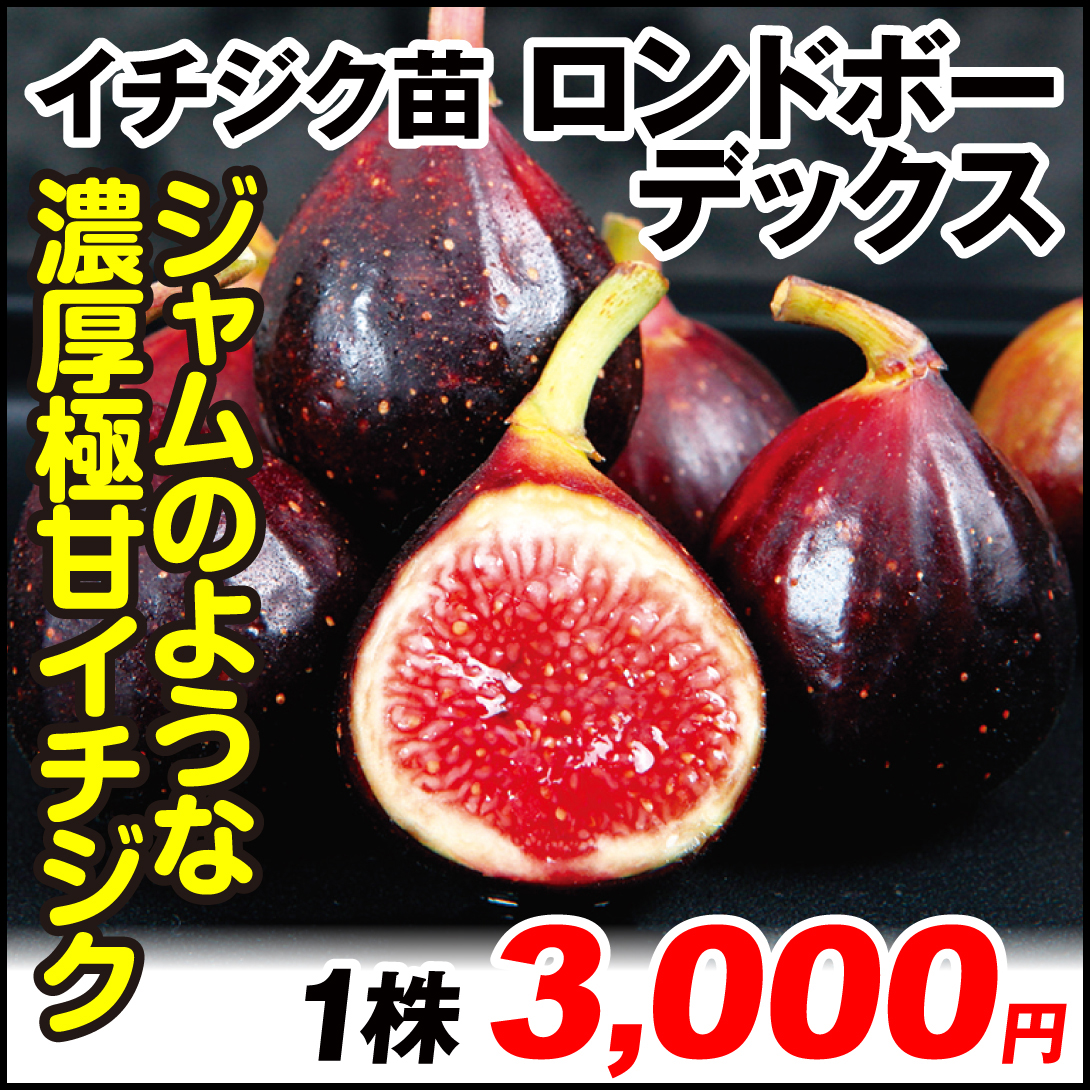 果樹苗 イチジク ロンドボーデックス 1株