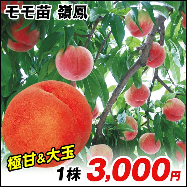 果樹苗 モモ 嶺鳳 1株