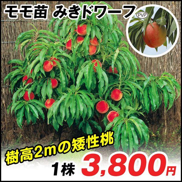 果樹苗 モモ みきドワーフPVP 1株