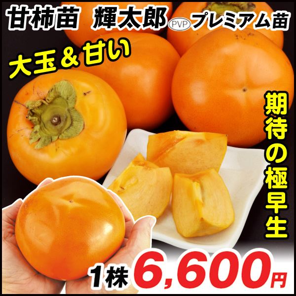 果樹苗 カキ 完全甘柿 輝太郎PVP プレミアム苗 1株