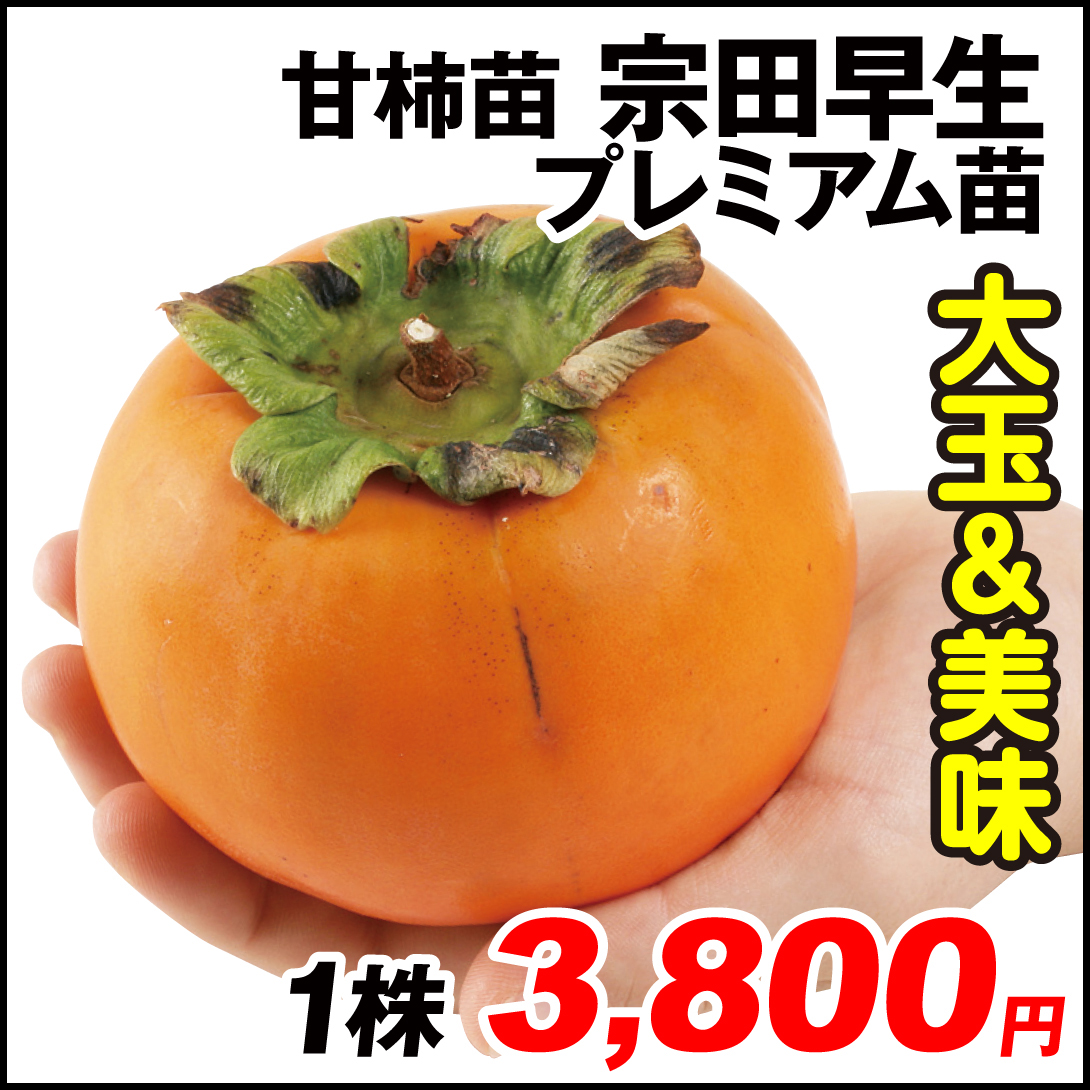 果樹苗 カキ 完全甘柿 宗田早生 プレミアム苗 1株