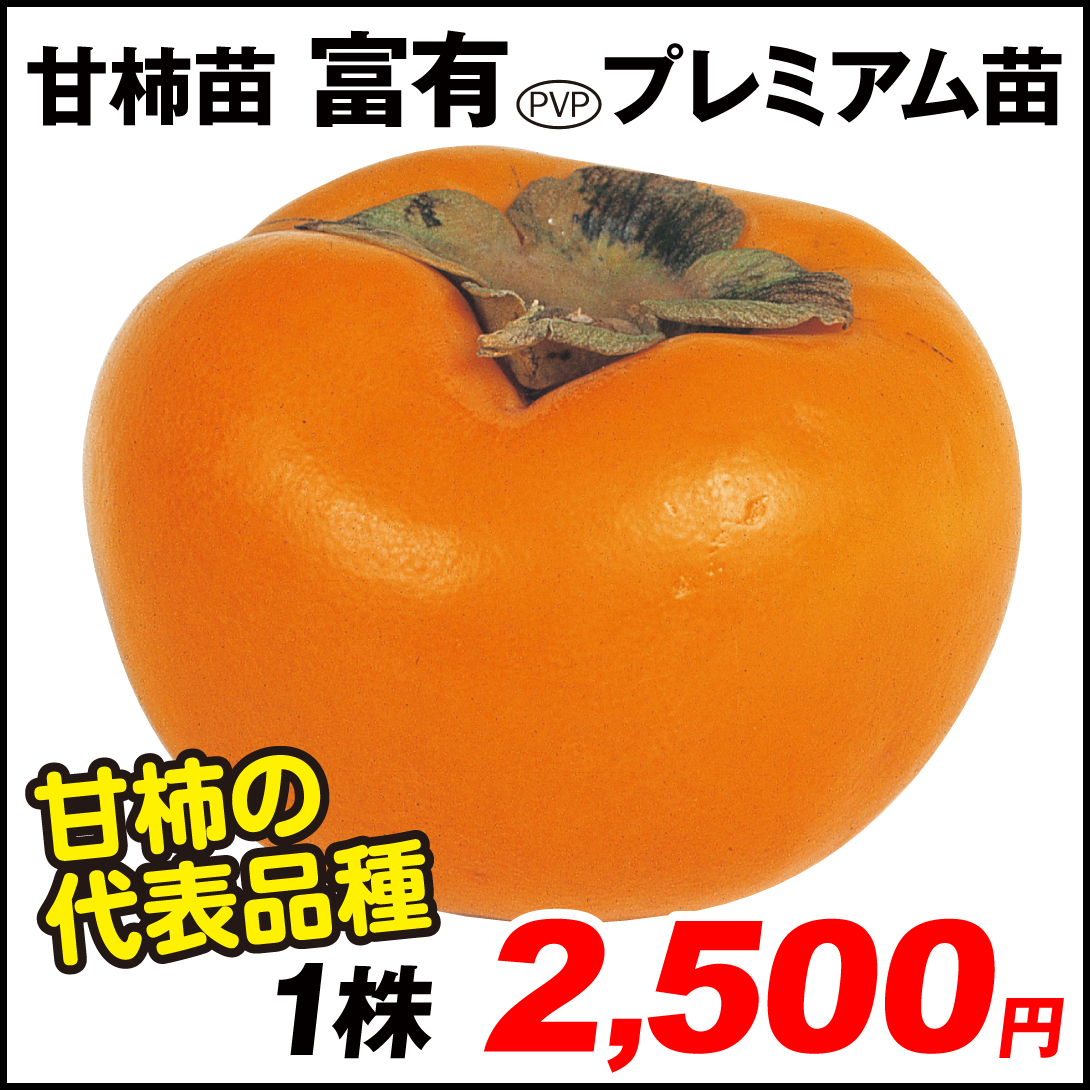 果樹苗 カキ 完全甘柿 富有 プレミアム苗 1株
