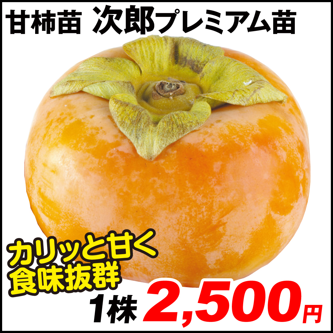 果樹苗 カキ 完全甘柿 次郎 プレミアム苗 1株