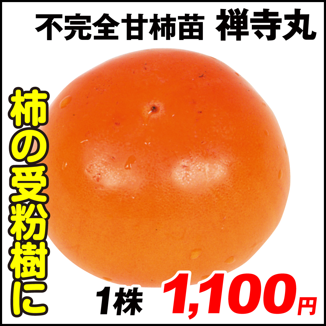 果樹苗 カキ 不完全甘柿 禅寺丸(受粉樹) 1株