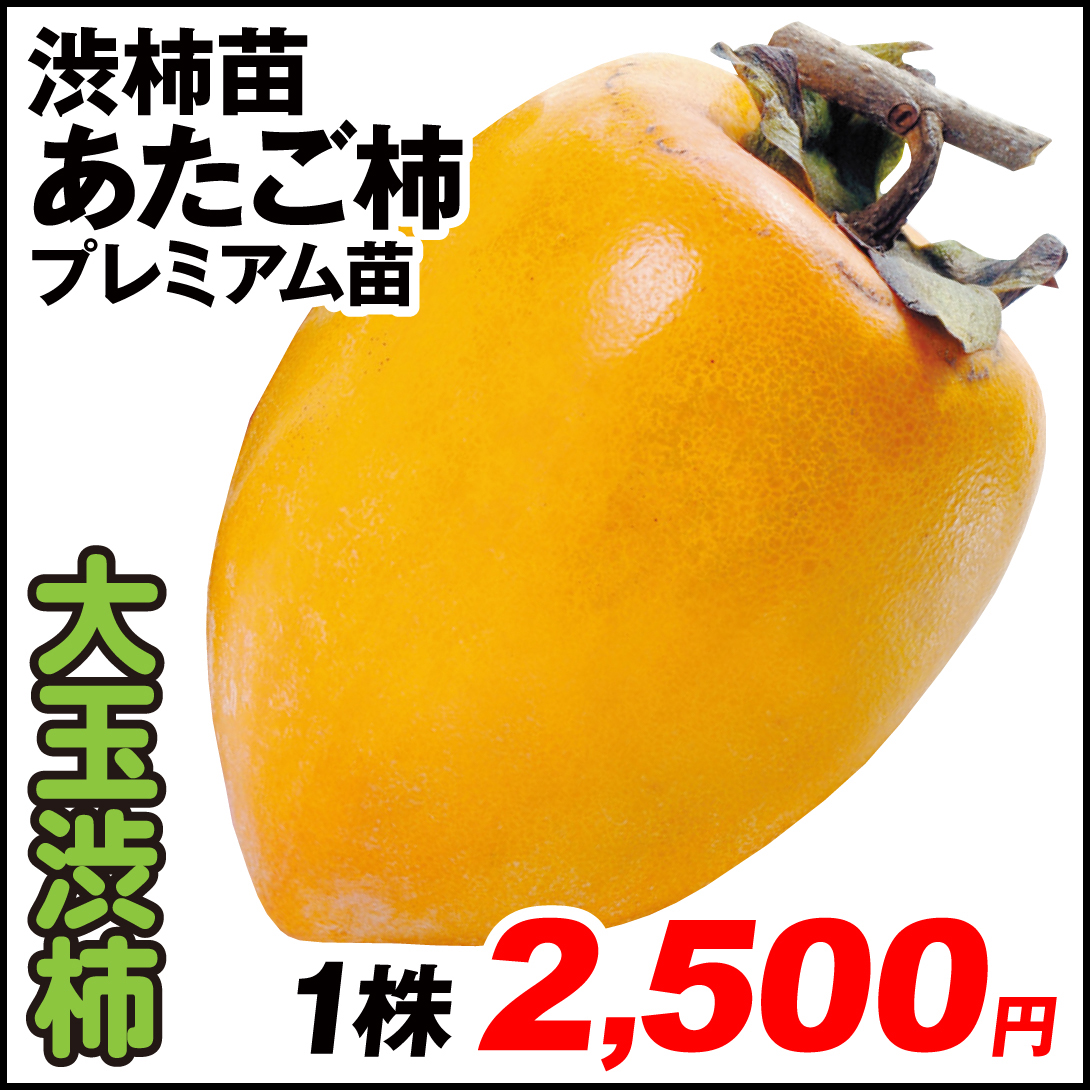 果樹苗 カキ 渋柿 あたご柿 プレミアム苗 1株