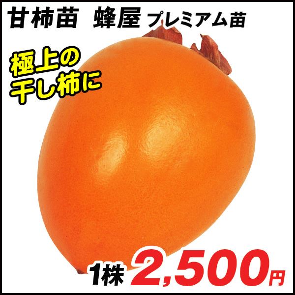 果樹苗 カキ 渋柿 蜂屋 プレミアム苗 1株