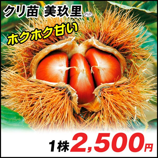 果樹苗 クリ 美玖里PVP 1株