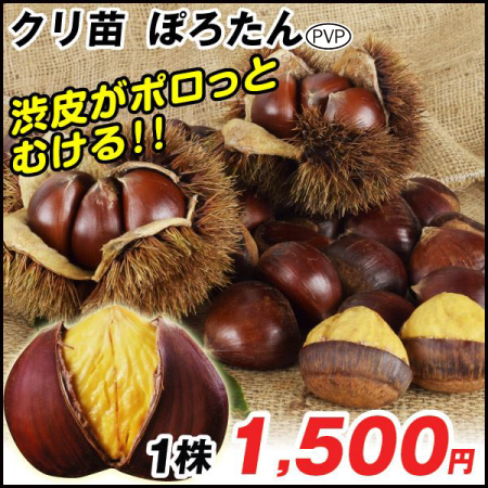 果樹苗 クリ ぽろたんPVP