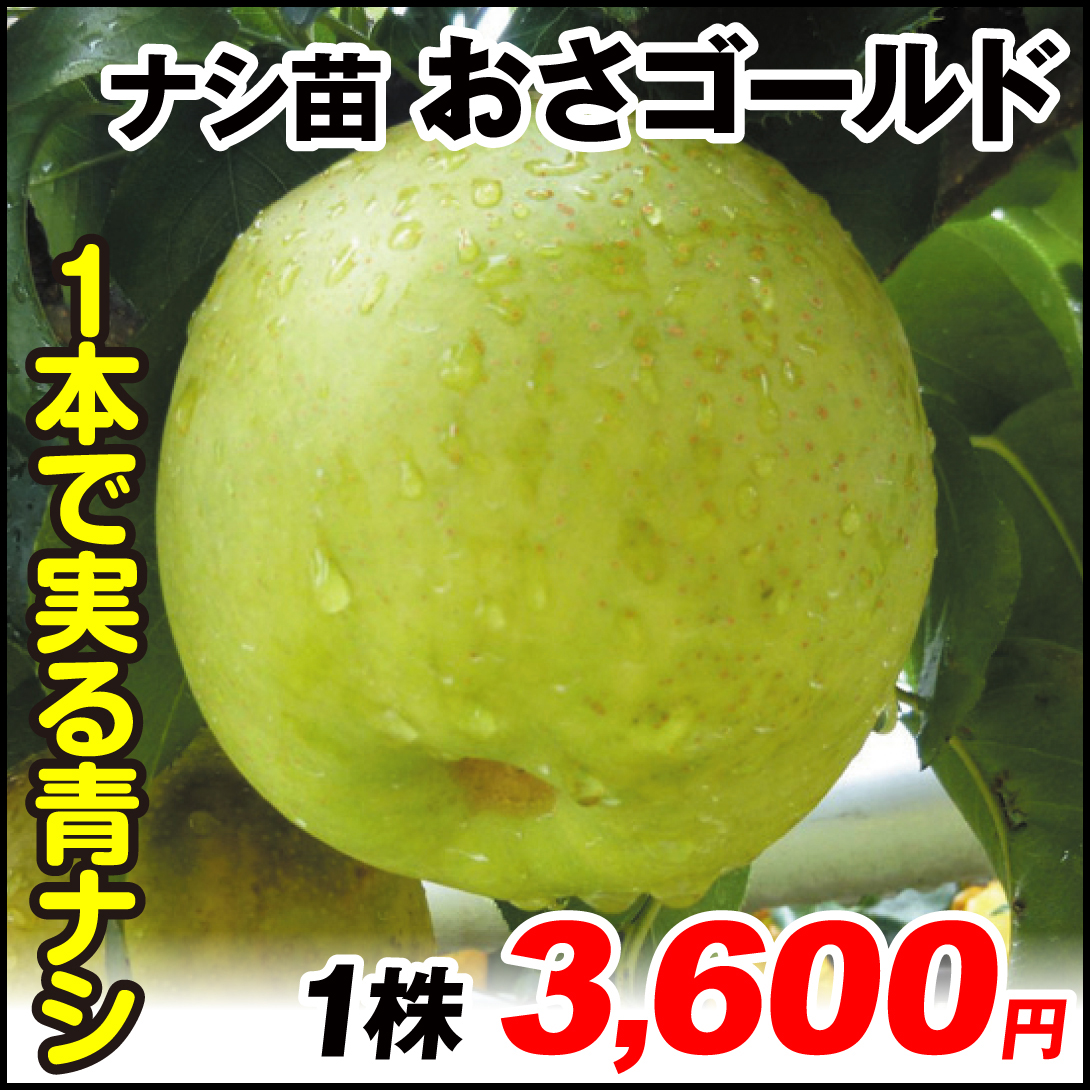 果樹苗 ナシ おさゴールド 1株