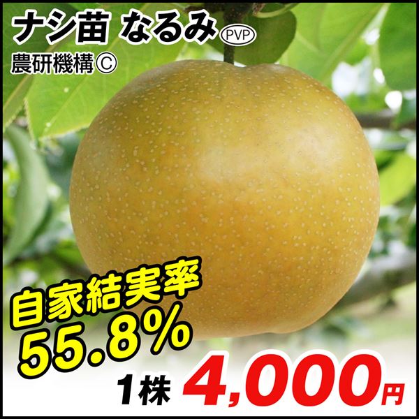 果樹苗 ナシ なるみPVP 1株