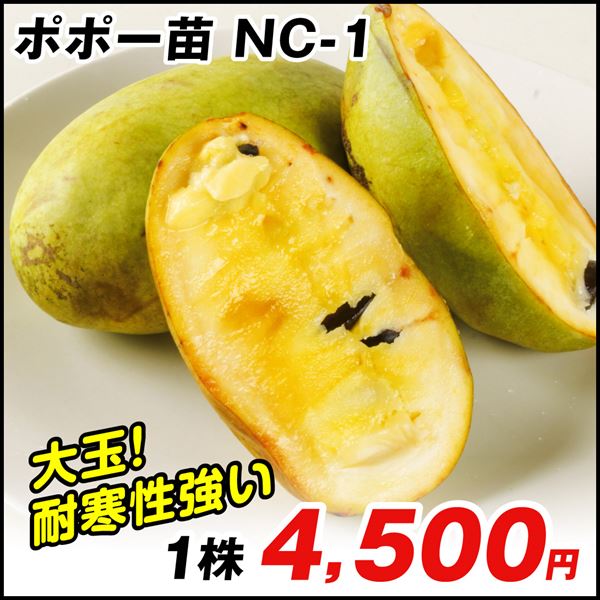 果樹苗 ポポー (ポーポー)  NC-1 1株