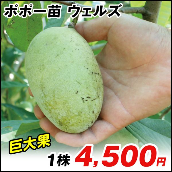果樹苗 ポポー (ポーポー)  ウェルズ 1株