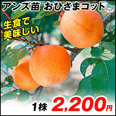 果樹苗 アンズ おひさまコットPVP(旧名:サニーコット) 1株