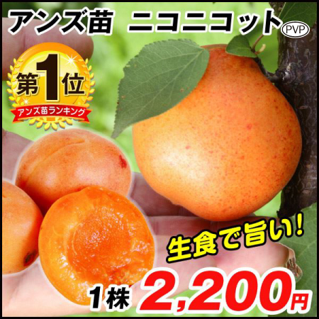 果樹苗 アンズ ニコニコットPVP 1株