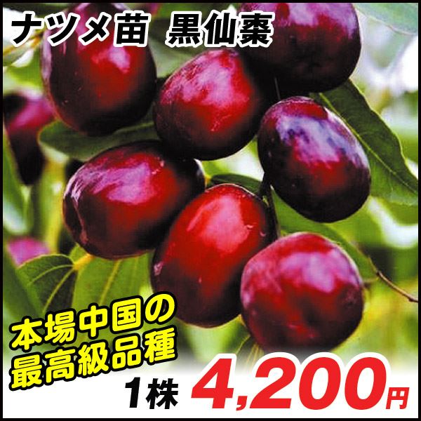 果樹苗 ナツメ 黒仙棗
