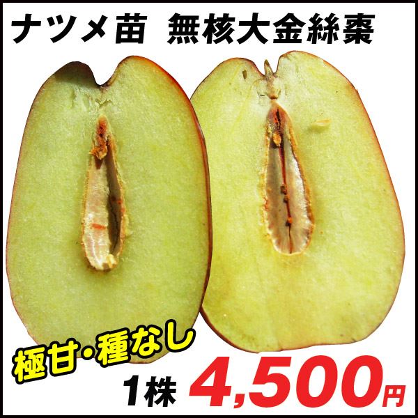 果樹苗 ナツメ 無核大金絲棗