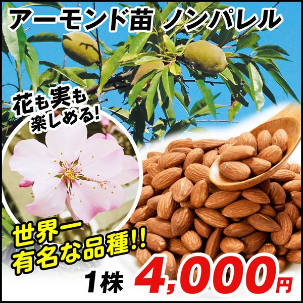 果樹苗 アーモンド ノンパレル 1株
