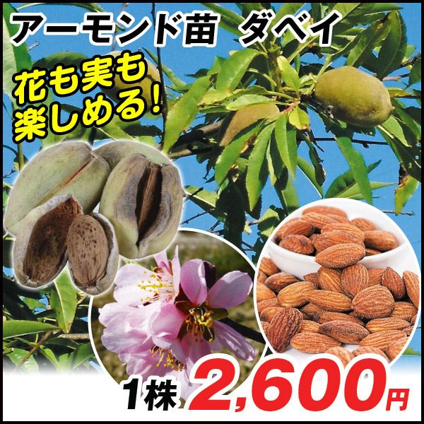 果樹苗 アーモンド ダベイ 1株