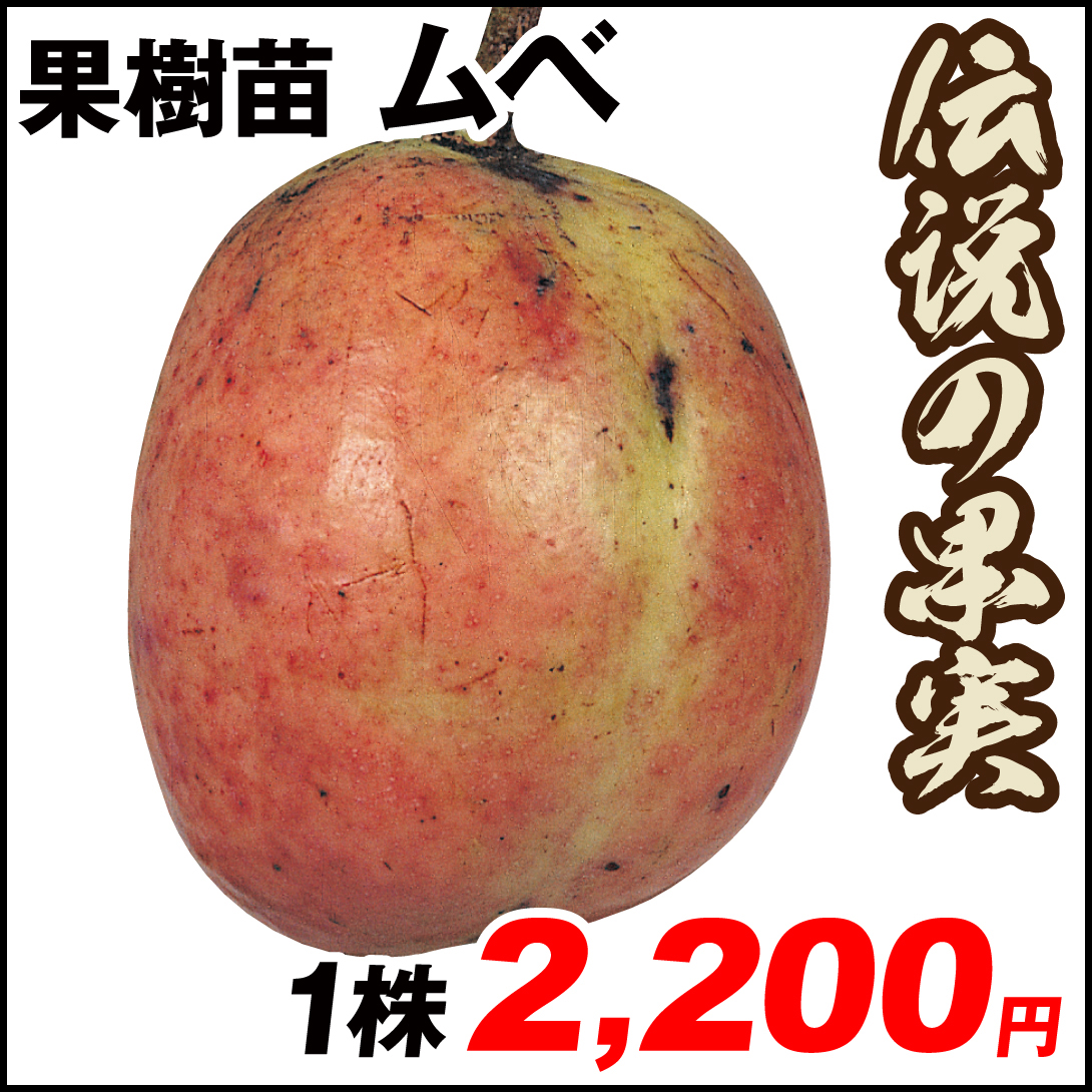 果樹苗 ムベ 1株