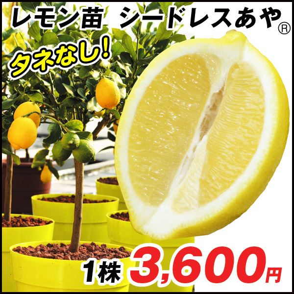 果樹苗 カンキツ レモンシードレス あや(R)