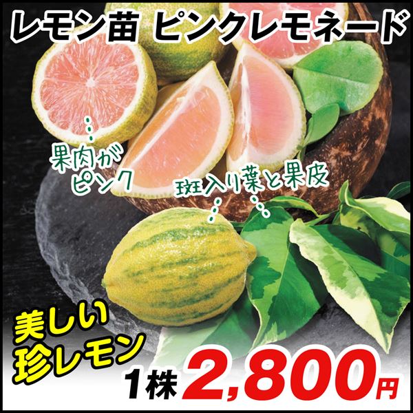 果樹苗 カンキツ レモン ピンクレモネード 1株