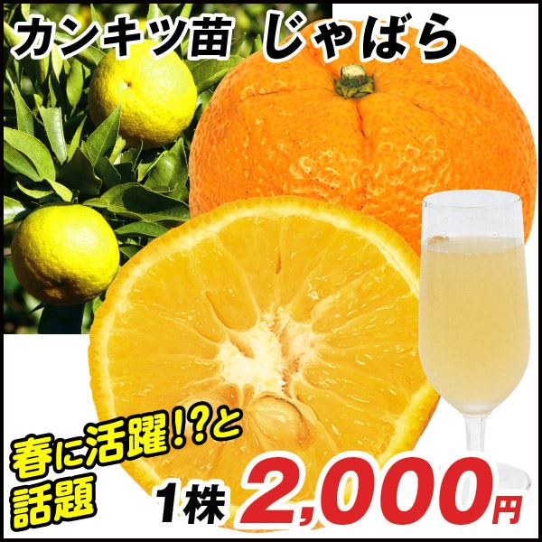 果樹苗 カンキツ じゃばら 1株