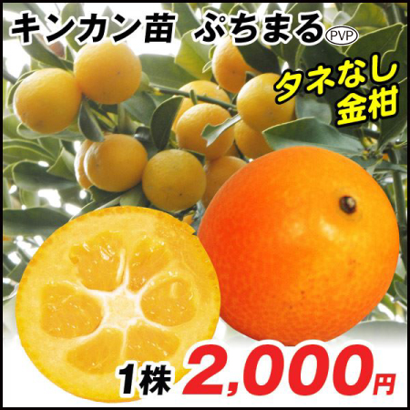 果樹苗 カンキツ キンカン ぷちまるPVP 1株