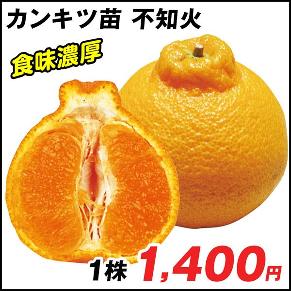 果樹苗 カンキツ 不知火 1株