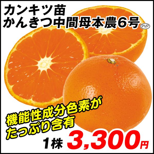 果樹苗 カンキツ かんきつ中間母本農6号PVP 1株