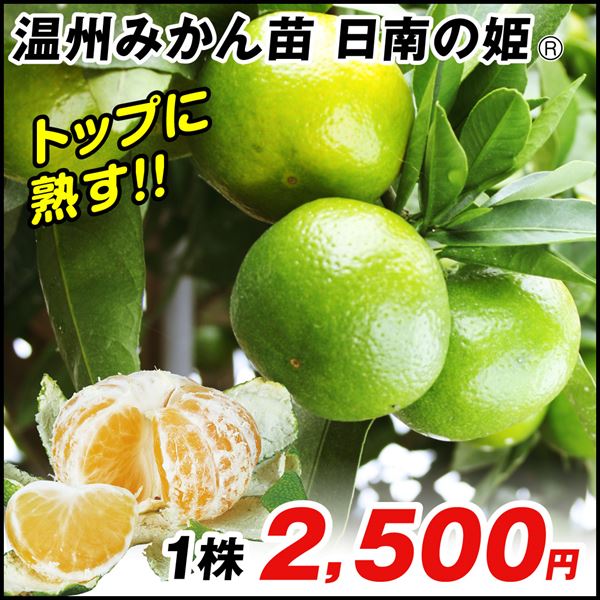 果樹苗 温州みかん カンキツ 日南の姫R