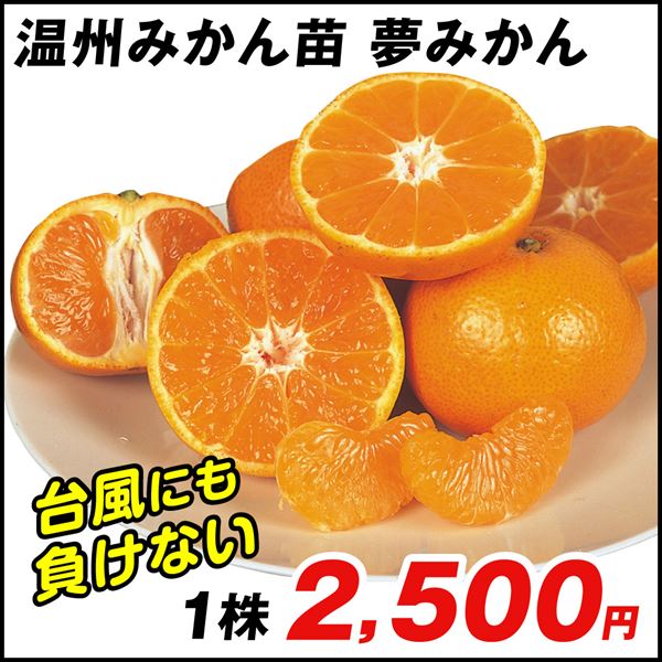 果樹苗 温州みかん カンキツ 夢みかん