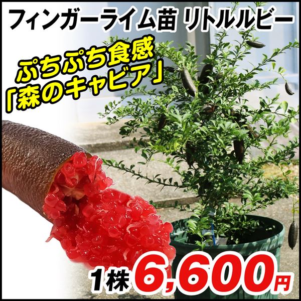 果樹苗 カンキツ フィンガーライム リトルルビー 1株