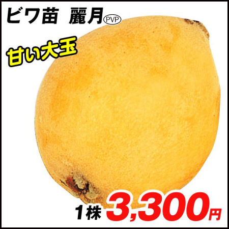 果樹苗 ビワ 麗月 1株