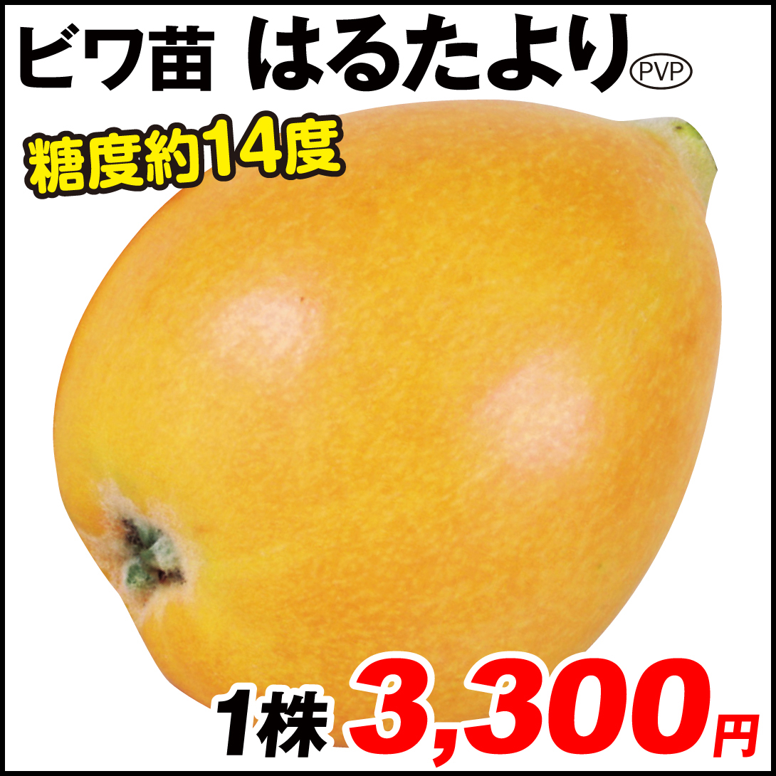果樹苗 ビワ はるたよりPVP 1株