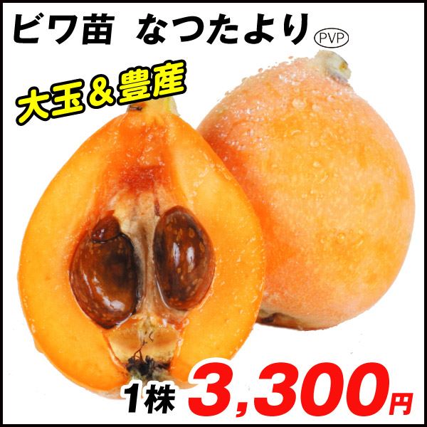 果樹苗 ビワ なつたよりPVP 1株