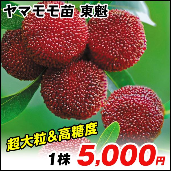 果樹苗 ヤマモモ 東魁 (メス木)