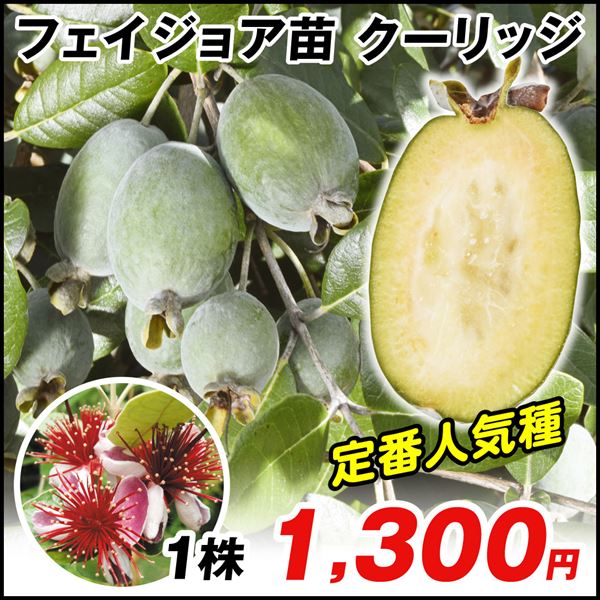 果樹苗 フェイジョア クーリッジ 1株