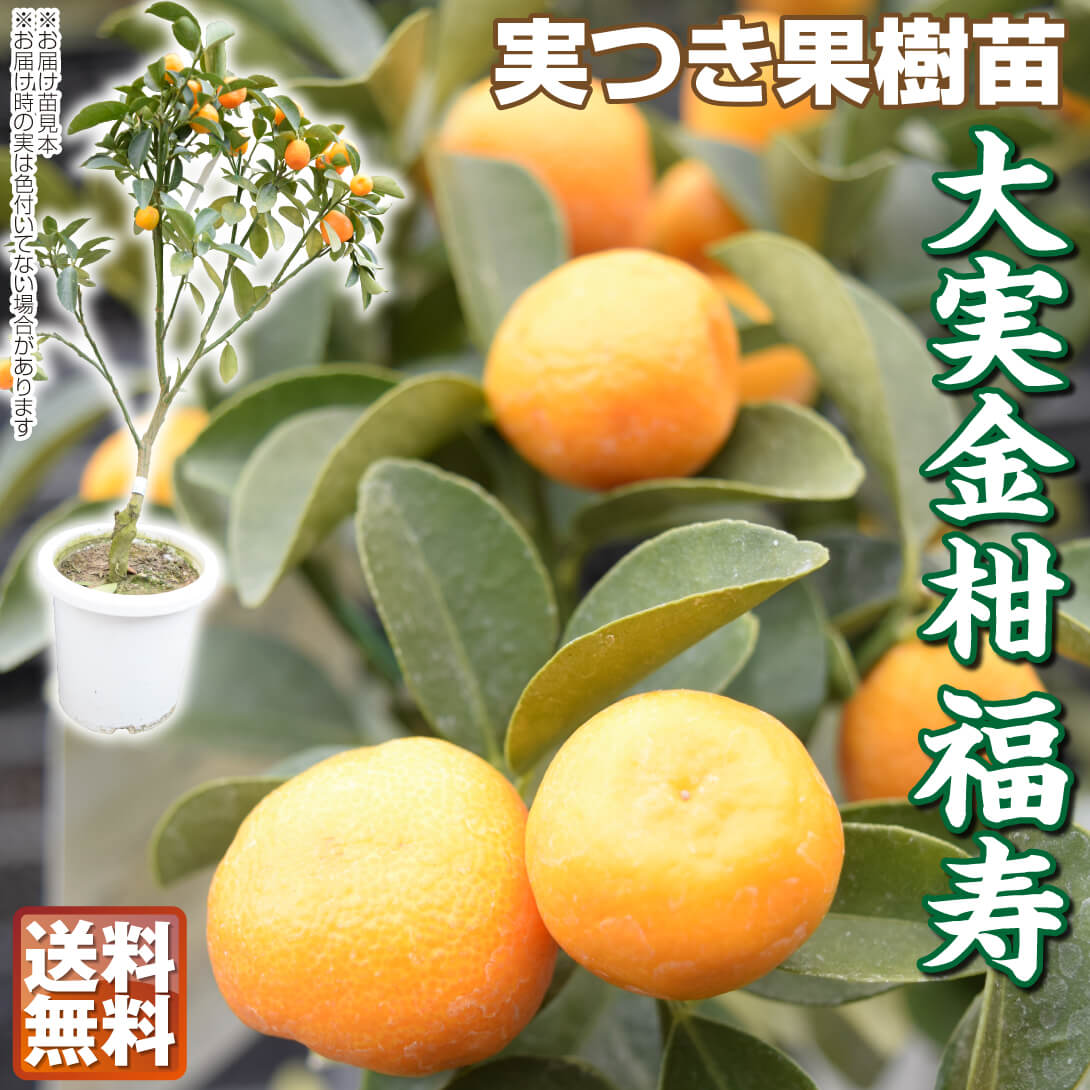 果樹苗 カンキツ 大実金柑 福寿 実つき 1株
