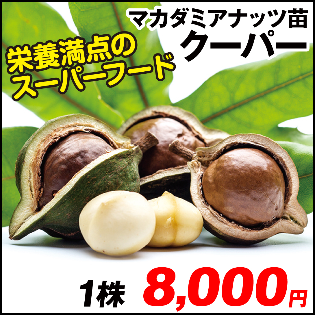 果樹苗 マカダミアナッツ クーパー 1株