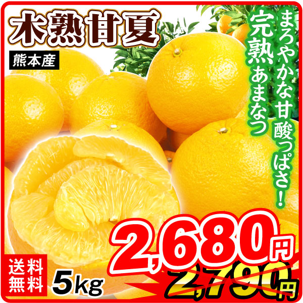 みかん 10kg 木熟甘夏 大特価 熊本産 送料無料 食品