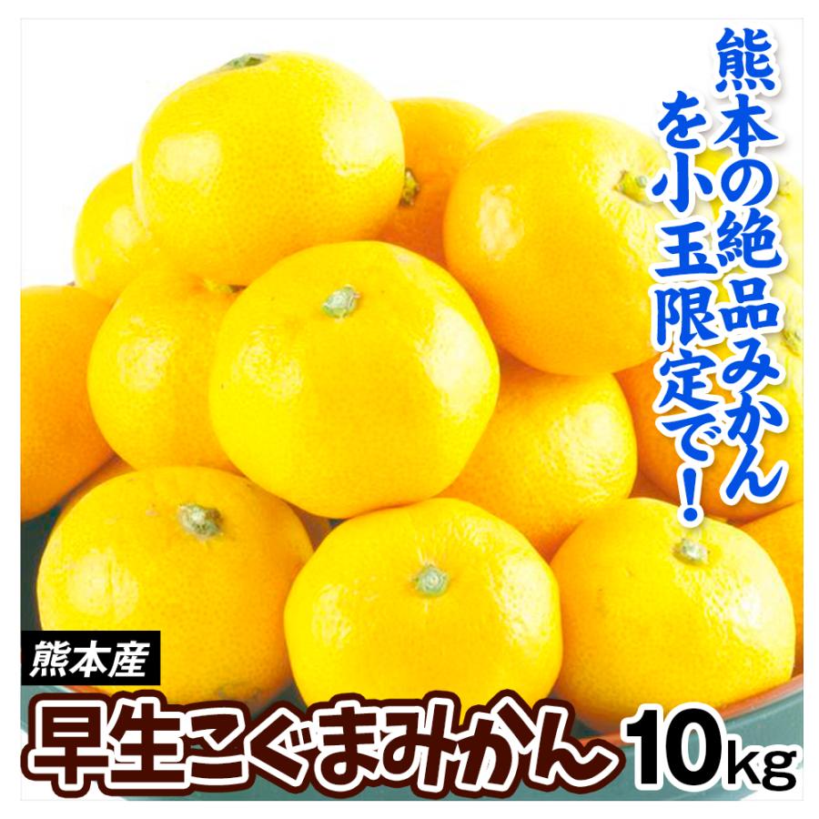 みかん 10kg 早生こぐまみかん 熊本産 送料無料 食品