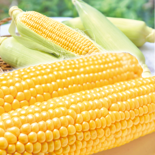 とうもろこし 約2kg 大特価 スイートコーン 熊本産 冷蔵便 送料無料 食品