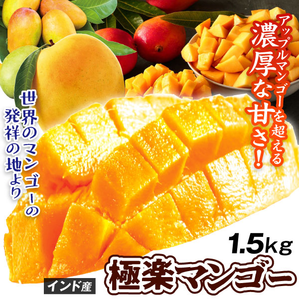 マンゴー 1.5kg 極楽マンゴー インド産 ご家庭用 品種おまかせ インドマンゴー ケサール チョウサ アルフォンソ 送料無料 食品